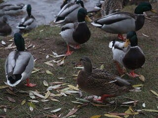 Ducks and drakes on the shore and in the water