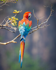 Red-and-green Macaw