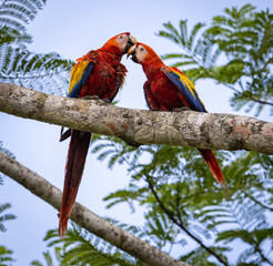Scarlet Macaw