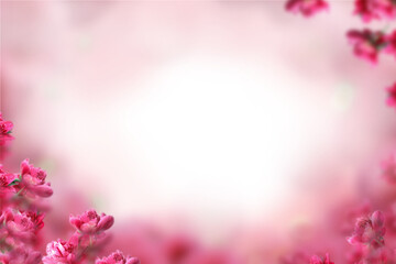 pink cherry blossom flowers frame background PNG Form 