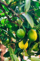 Fresh yellow and green ripe lemons on the branches of a lemon tree