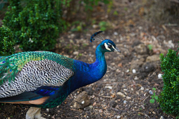 Fototapeta premium Peacock at Forbury Gardens Public Park in Reading, UK.