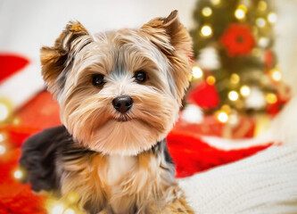 Small dog (puppy) yorkshire terrier with cute expression at Christmas. Christmas tree in background. Happy New Year, Christmas, Yorkshire terrier (Yorkie), holidays concept.
