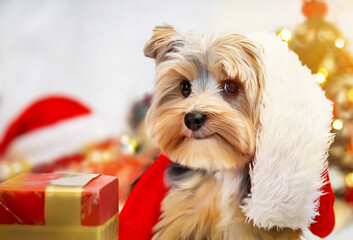 Puppy (Yorkshire terrier) in Santa hat at Christmas. Small dog with cute expression. New Year, Christmas, Yorkshire terrier concept. Selective focus.