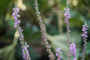 Closeup summer purple lavender field at Forbury Gardens Public Park in Reading, UK.