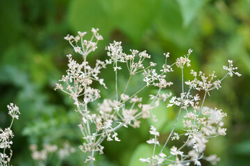 Small beautiful herb at Forbury Gardens Public Park in Reading, UK.
