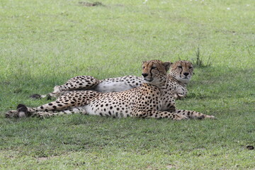 Cheetah brothers resting on green grass in the shade of a tree