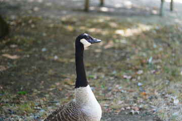 Fototapeta premium Duck at Forbury Gardens Public Park in Reading, UK.
