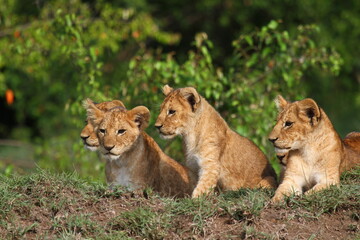 Fototapeta na wymiar Five cute lion cubs looking into the camera, resting on a hill