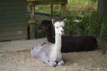 Lama at Forbury Gardens Public Park in Reading, UK.