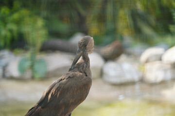 Hamerkop, Scopus umbretta, standing on a fallen trunk near the river full of duckweed at Public Park in Reading, UK.             