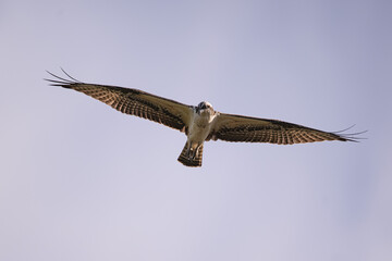 Osprey Soaring in the Sky