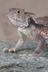 A portrait of a Sonoran Horned Lizard on a rock
