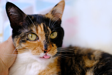 closeup beautiful three colors adult domestic tortoiseshell cat with white breast sticks out tongue, looks, open mouth, cursing, meows, concept love for animals, keeping four-legged pets