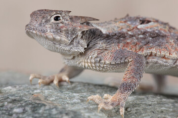A portrait of a Sonoran Horned Lizard basking on a rock
