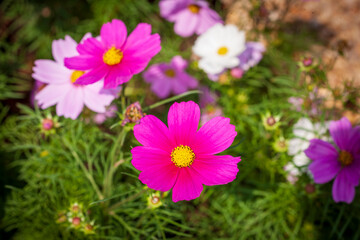 Obraz premium Calliopsis