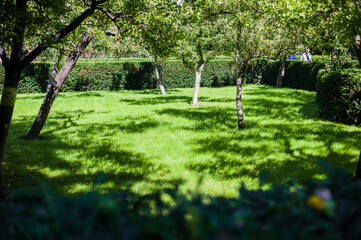 sunny lawn in the park with green fence without people