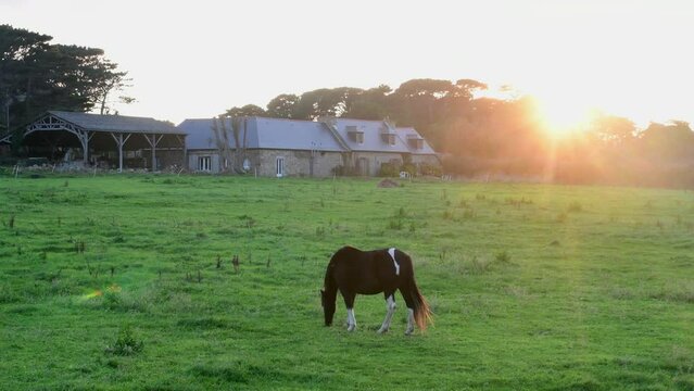 Cheval dans un champ au coucher du soleil - 4K
