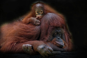 Orangutan and baby © Riadi