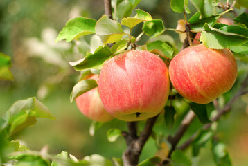 Apples on a tree in the garden.