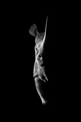 Mono black rhino side-lit staring towards camera © Nick Dale