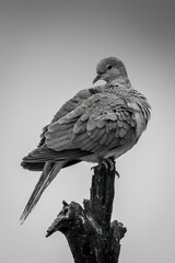 Mono emerald-spotted wood dove looks from stump