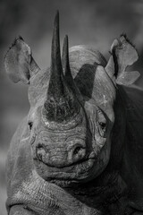 Mono close-up of black rhino watching camera © Nick Dale