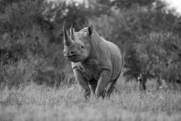 Gardinen Nashorn Mono black rhino eyeing camera in clearing  © Nick Dale