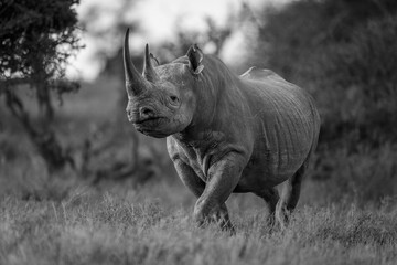 Mono black rhino through clearing eyeing camera