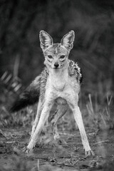 Mono black-backed jackal staring with forelegs apart