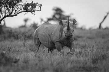 Fototapeta premium Mono black rhino over grass eyeing camera
