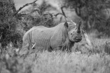 Mono black rhino in grass eyeing camera
