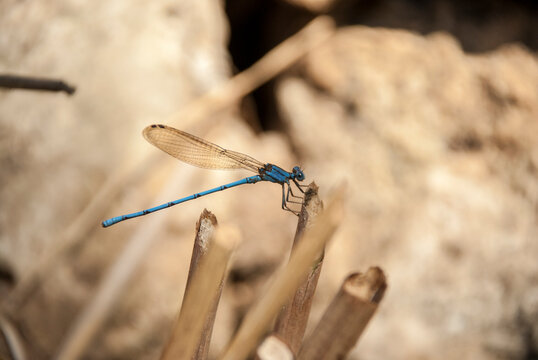 A close-up of a blue Dragonfly.