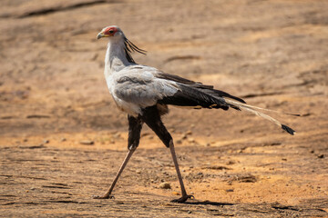 Secretary bird crosses sandy rock in sunshine