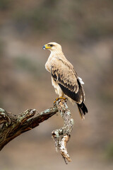 Tawny eagle on lichen-covered branch in profile