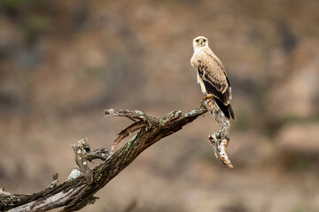 Tawny eagle on dead branch watching camera