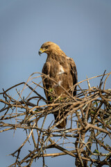 Tawny eagle looks down from sunlit perch