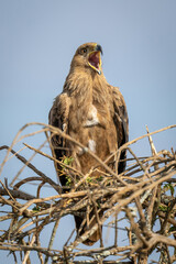 Tawny eagle on tree under blue sky