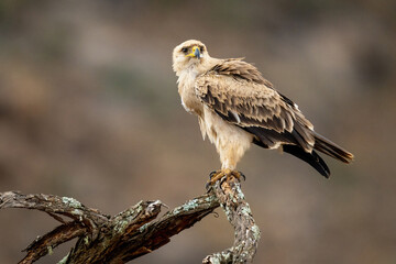 Tawny eagle on dead branch turning head