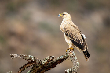 Tawny eagle on twisted branch in profile