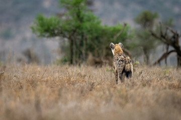 Fototapeta na wymiar Spotted hyena stands scanning savannah towards trees