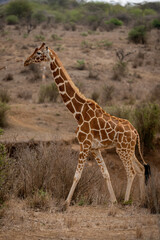 Reticulated giraffe crosses savannah through dry bushes