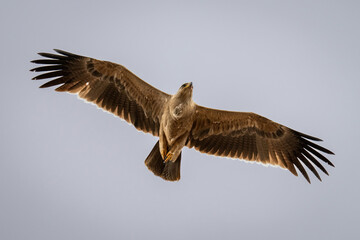 Tawny eagle glides through sky spreading wings
