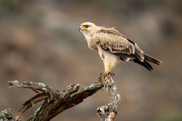 Tawny eagle on branch staring into distance