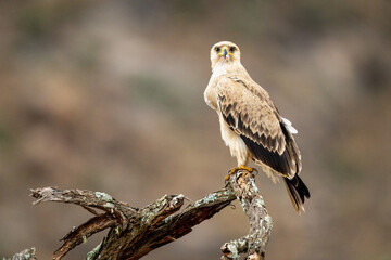 Tawny eagle on twisted branch eyeing camera