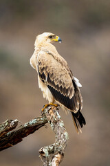 Tawny eagle on twisted branch looking back