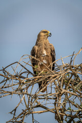 Tawny eagle on tangled branches opens mouth