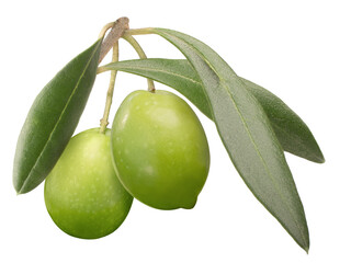 Green olives on branch w leaves isolated png