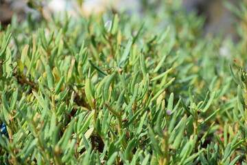 green grass background