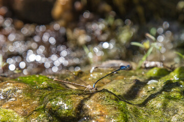 Libélulas apareándose. 